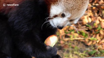 Red panda eats an apple a day 'to keep the doctor away'