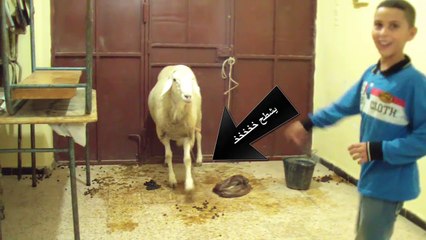 طفل جزائري يرقص مع خروف عجيب