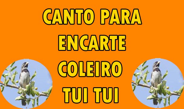 ENCARTE CANTO COLEIRO TUI TUI
