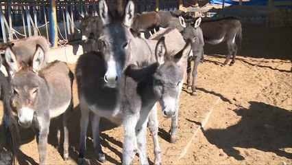 هذا الصباح- مزرعة حمير بتركيا من أجل حليبها