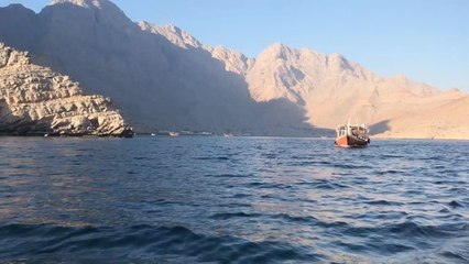 Racing Dolphins in Musandam, Oman