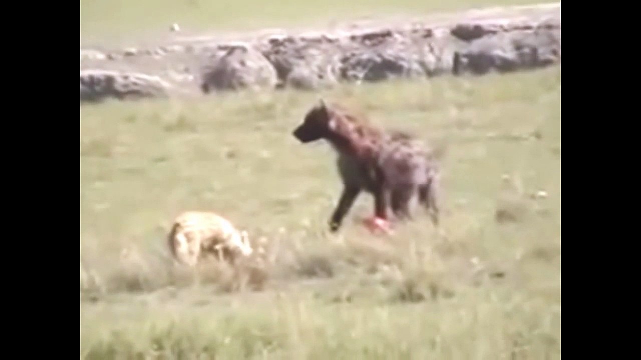 Hyena eats small zebra - way ugly