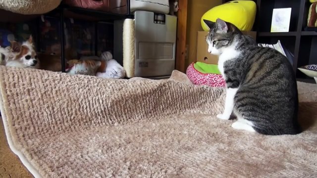 Не танцуй здесь