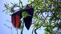Flying foxes (Animal)
