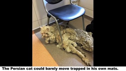 Rescuers Find Cat Dragging A Carpet, Then Shave Off 5 Pounds Of Fur And He Totally Transforms