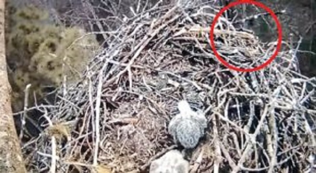 A câmara filmava a natureza… Mas acabou por filmar algo inacreditável que está a deixar o mundo de boca aberta!