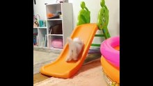 Best Funny Cat Videos Ever