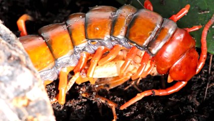 Cách con rết khổng lồ săn và tấn công con mồi