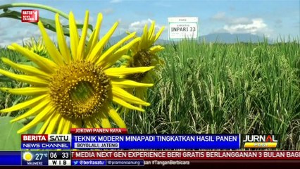Jokowi Turun ke Sawah Petik Padi
