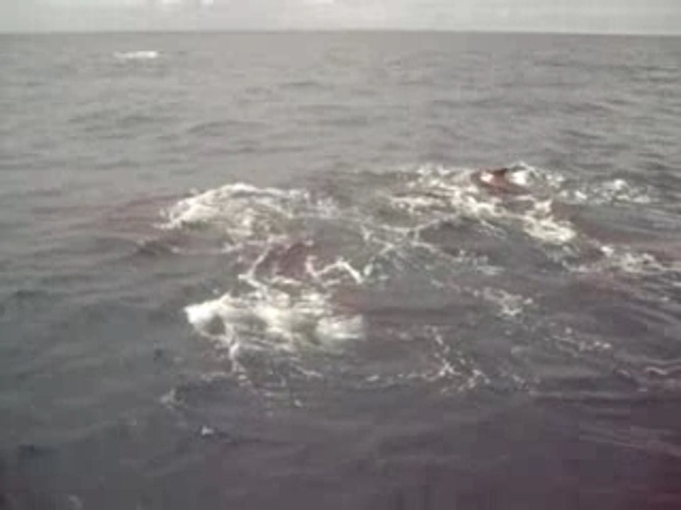 La baleine