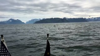 Humpback Whales Feeding