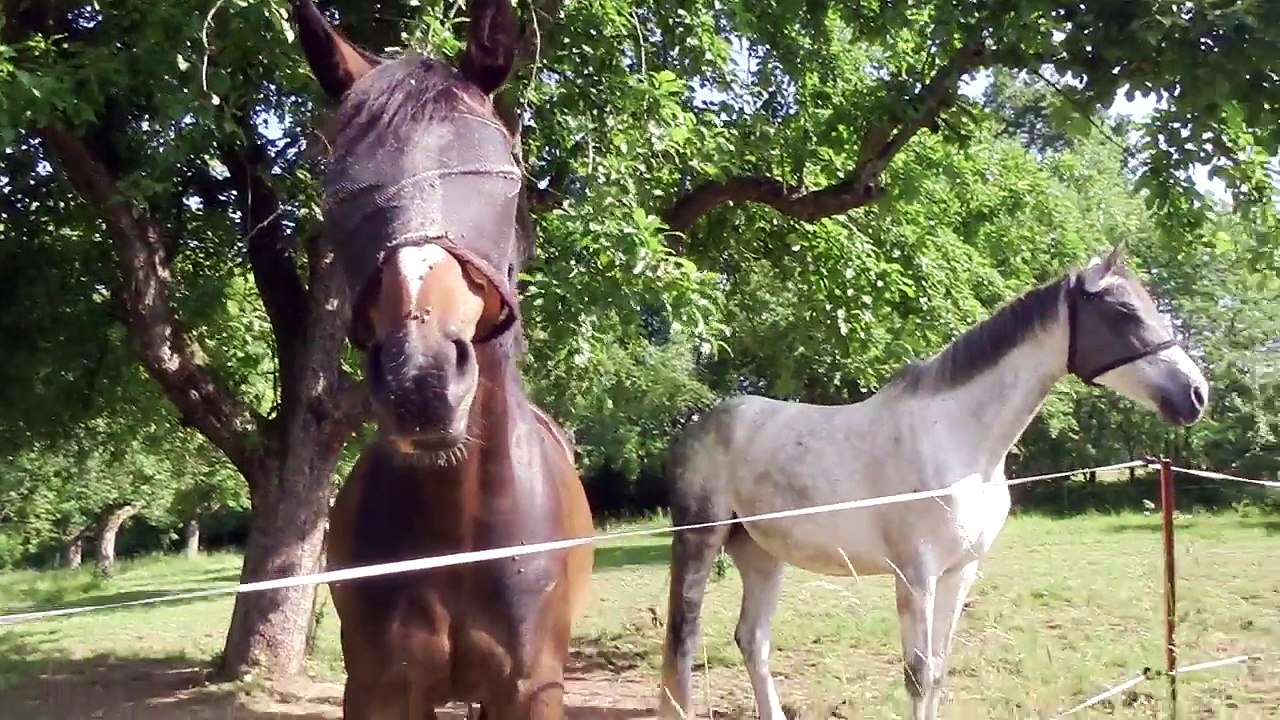 Horses Eating Gras in the Sun