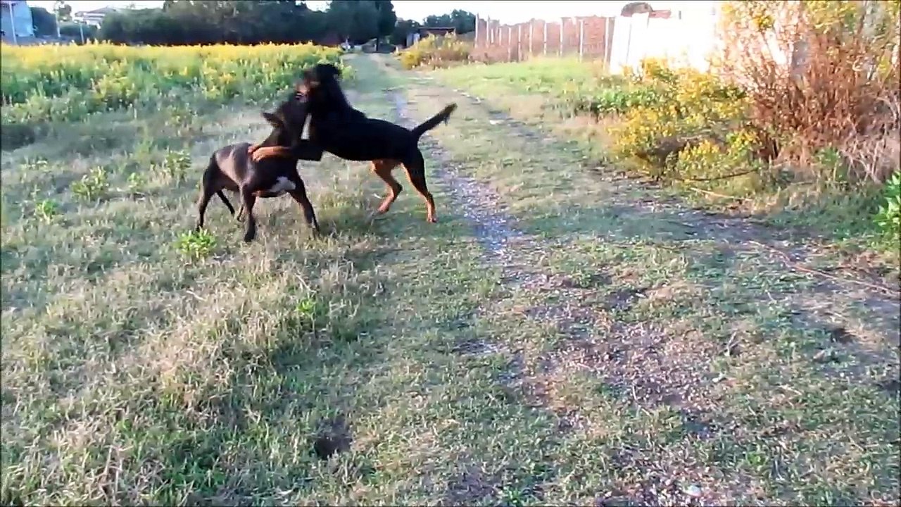 Arena per Cani Gladiatori