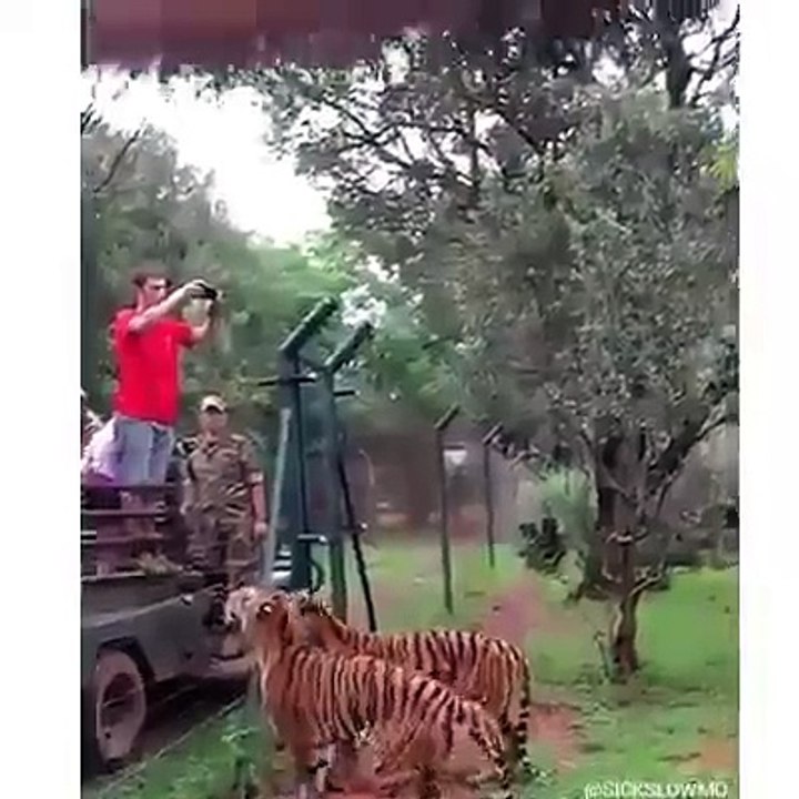 Wild Tiger Jump 15 Ft Most Amazing Movement
