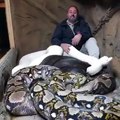 World Most Dangerous Snakes -Men Play To Snake Unbelivable Video