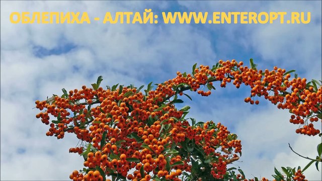 КУПИТЬ ОБЛЕПИХУ ЦЕНА ОПТОМ? ПРОДАЖА ОБЛЕПИХОВОЕ МАСЛО СОК ЖОМ АЛТАЙ