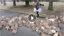 Rabbits come Here