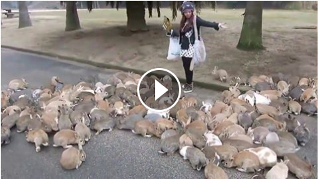 Rabbits come Here