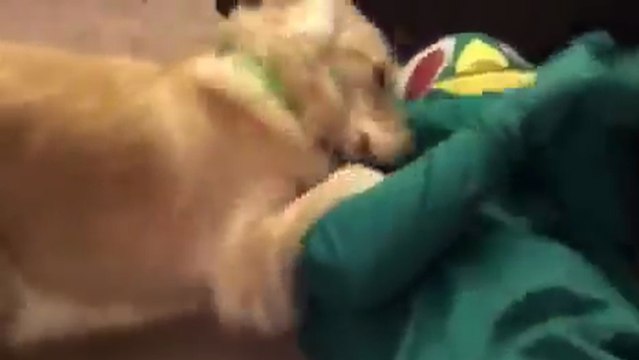 Ce mec se déguise en jouet préféré de son chien