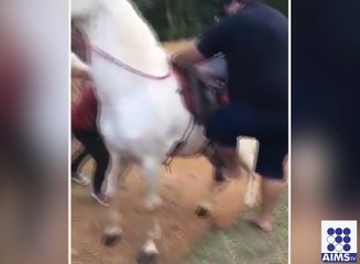 کوششوں کے بعد گھوڑے پر بیٹھنے کے بعد اس موٹے شخص کے ساتھ کیا ہو؟ دیکھیں اس وڈیومیں