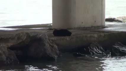 Köprüde Mahsur Kalan Köpek Kurtarıldı