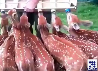 ہرنوں کی خوصورت چالوں کے راز سے پردہ اٹھ گیا