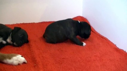 16ème vidéo MAYA de STAFFORDLAND