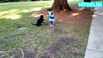 Komik Kedi Kazaları 2016 Derleme