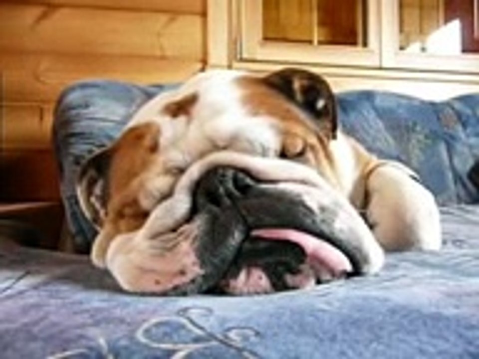 Funny sleeping english bulldog. Turn up the volume !