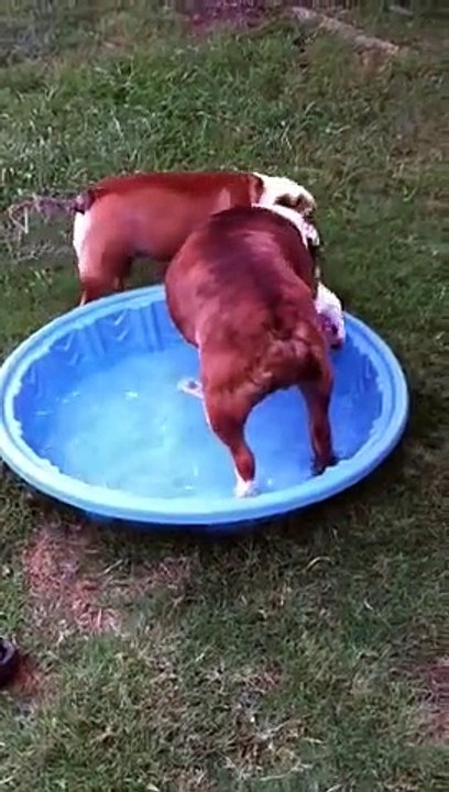 Gus vs. Pool
