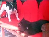 Hilarious French bulldog vs cat  ) )