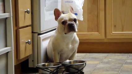 How my French Bulldog Tigger tells me   I WANT WATER!!!