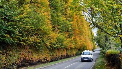 ANDA BAKAL MENYESAL HIDUP Sebelum MENYUSURI Dinding Tanaman Raksasa INI