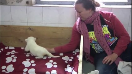 Little White Lion Cub Tries To Roar (3)