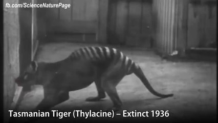 Nesli Tükenen Hayvanlar