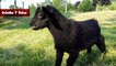 Animales Chistosos Para Morirse de Risa - Videos De Risa 2016 - Videos de animales 2016