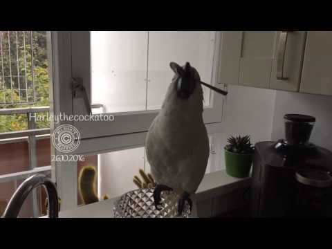 Talented Cockatoo Twirls Spoon in Her Mouth