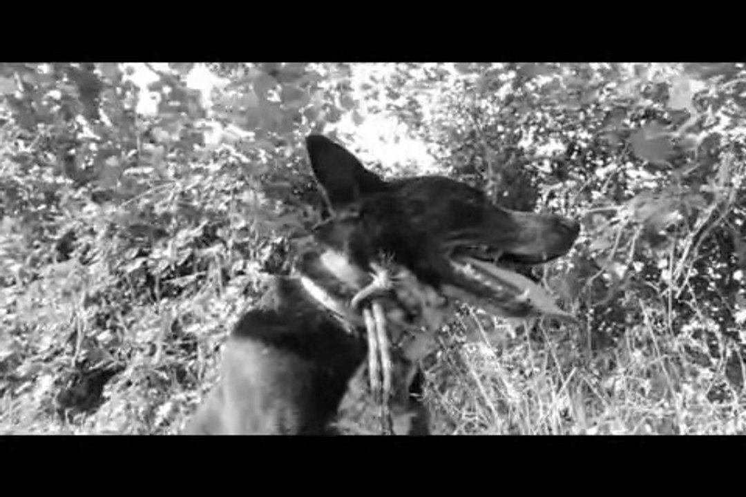 Le Rakuen promenades 2016-08 Furby