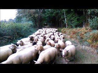Jaffar du Royaume de Farouck arrive avec 140 brebis 🐑