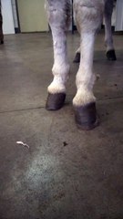 De vier poten op de grond (ultakort)