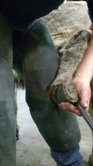 Linkerpoot achterzijde ezel opnemen en uitdiepen zool met renette