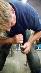 Poten achterzijde ezel, uitsnijden white line met renette