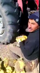 Ay Çekirdeğini Çıkarmanın En Kolay Yolu