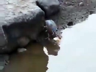 птичка на рыбалке...