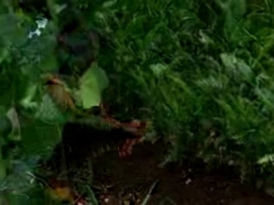 Lost - S02E05