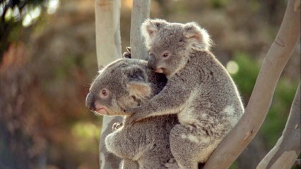 Cathryn Dexter IENE Video