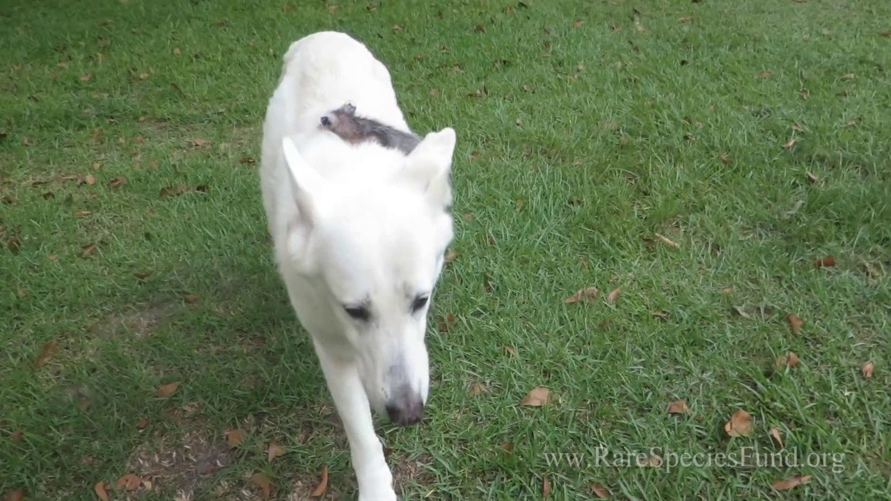 Un chien adopte un bébé très insolite. Vous ne devinerez jamais ce qui se produit 2 ans plus tard...