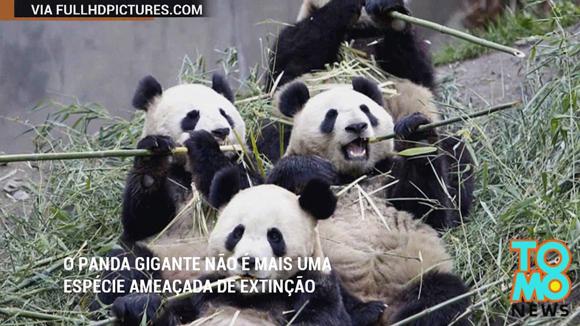 Panda gigante não está mais ameaçado de extinção