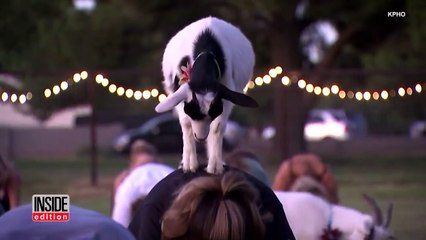 Yoga with Adorable Tiny Goats