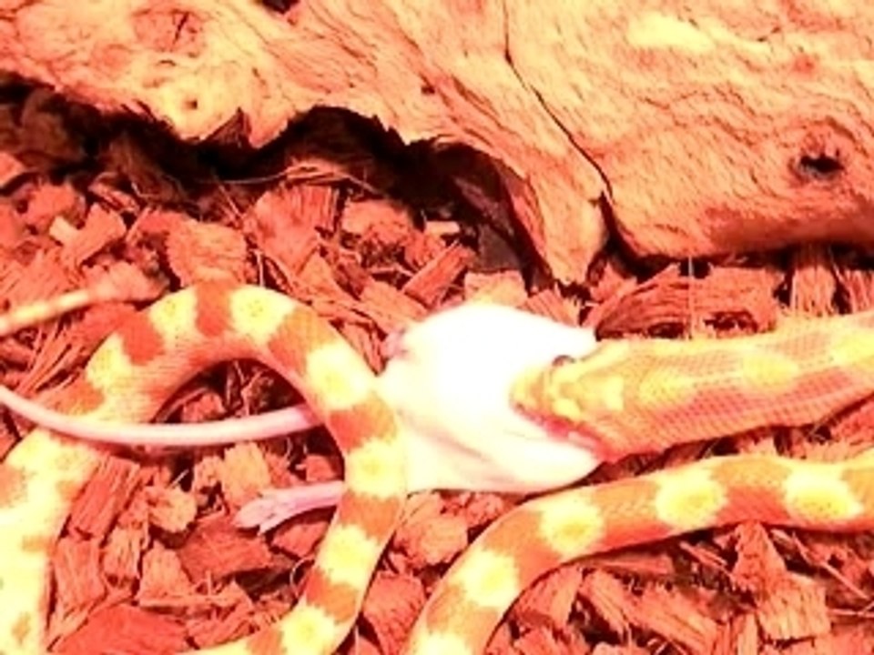 serpent qui mange 2eme partie